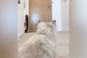 Хозяйка узнала из видео, что делает котёнок после её ухода, и больше не оставит его одного никогда