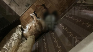 Зарезавший родителей психбольной житель Ленобласти в попытке изгнать бесов убил и собаку