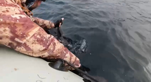 "Он без мамы": На Сахалине рыбаки спасли из сетей детёныша косатки