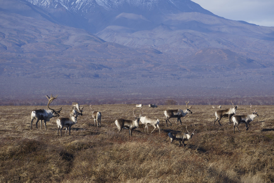 Стадо камчатских оленей, вымиравшее из-за вулкана, сильно увеличилось. Фото © Facebook / Кроноцкий заповедник