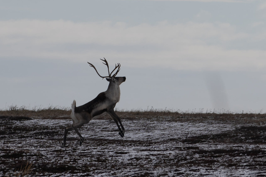 Стадо камчатских оленей, вымиравшее из-за вулкана, сильно увеличилось. Фото © Facebook / Кроноцкий заповедник