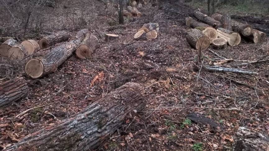 В Приморье выявили незаконные вырубки леса с ущербом на 180 миллионов рублей. Фото © "Амурский тигр"