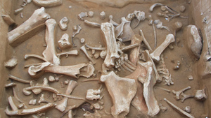 В Новосибирской области нашли кости десятков шерстистых мамонтов
