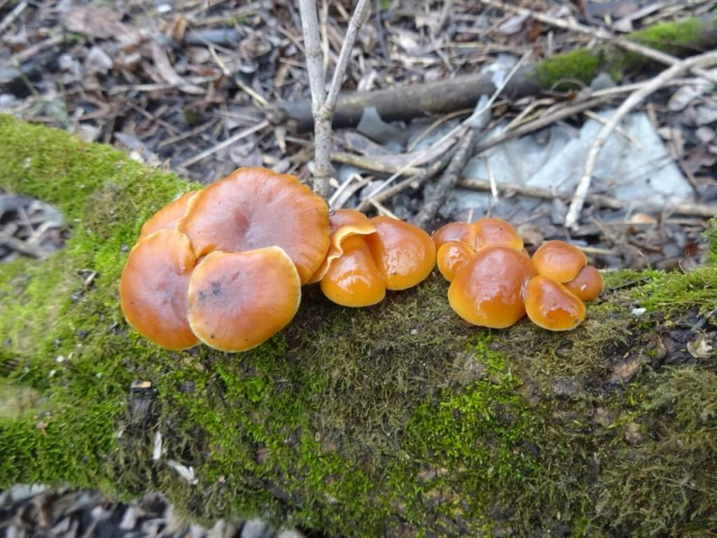 Какие грибы в марте