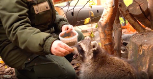В Московском зоопарке енотов и енотовидную собаку Бубу откормили к зимней спячке