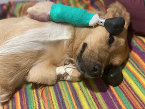 Ветеринары из Сибири впервые установили бездомной собаке протезы на все лапы