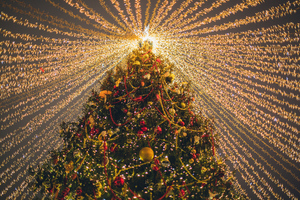 Главную новогоднюю ёлку страны срубят в Подмосковье 14 декабря