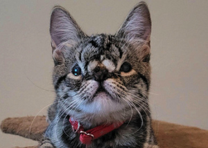 Кошку с необычной мордочкой не хотели забирать из приюта, но новый пост о ней стал хитом