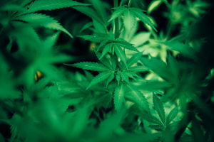 Будущий кабмин ФРГ договорился о легализации марихуаны