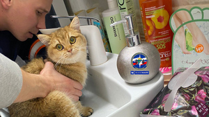 В Новосибирске вызвали спасателей из-за застрявшего в раковине кота