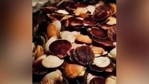 "За полчаса набрали контейнер": На Сахалине берег усыпало деликатесным гребешком