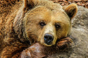 В Приангарье браконьеры застрелили спящую в берлоге медведицу и её детёнышей