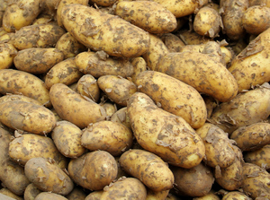 Специалист "Роскачества" Котельникова рассказала об опасности прошлогоднего картофеля