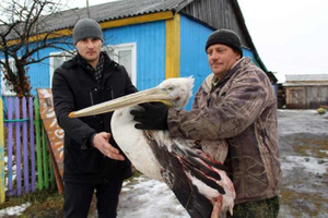 Жители деревни под Новосибирском остались без света из-за неудачно упавшего пеликана