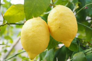 Роспотребнадзор вслед за мандаринами приостановил ввоз лимонов турецкого поставщика