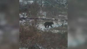 "Какой большой!": Свободно гуляющий по городу в Приморье медведь напал на женщину