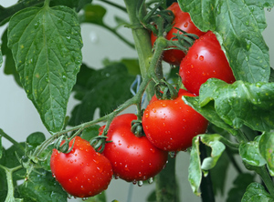 В чём уникальная польза помидоров для здоровья, рассказала диетолог