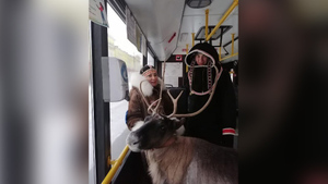 Суровый Русский Север: Ничего необычного, просто россиянка прокатилась в автобусе со своим оленем