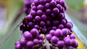 Названы десять фиолетовых фруктов и овощей, положительно влияющих на здоровье сердца