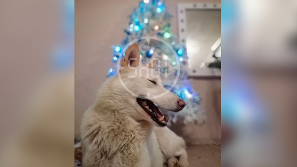 Новогодняя Маска На Нтв Песни