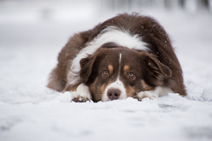 Ветеринар Данилейко рассказала, чем опасна для собак прогулка по снегу с реагентами