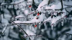 Гидрометцентр предупредил об аномальных морозах в Центральной России