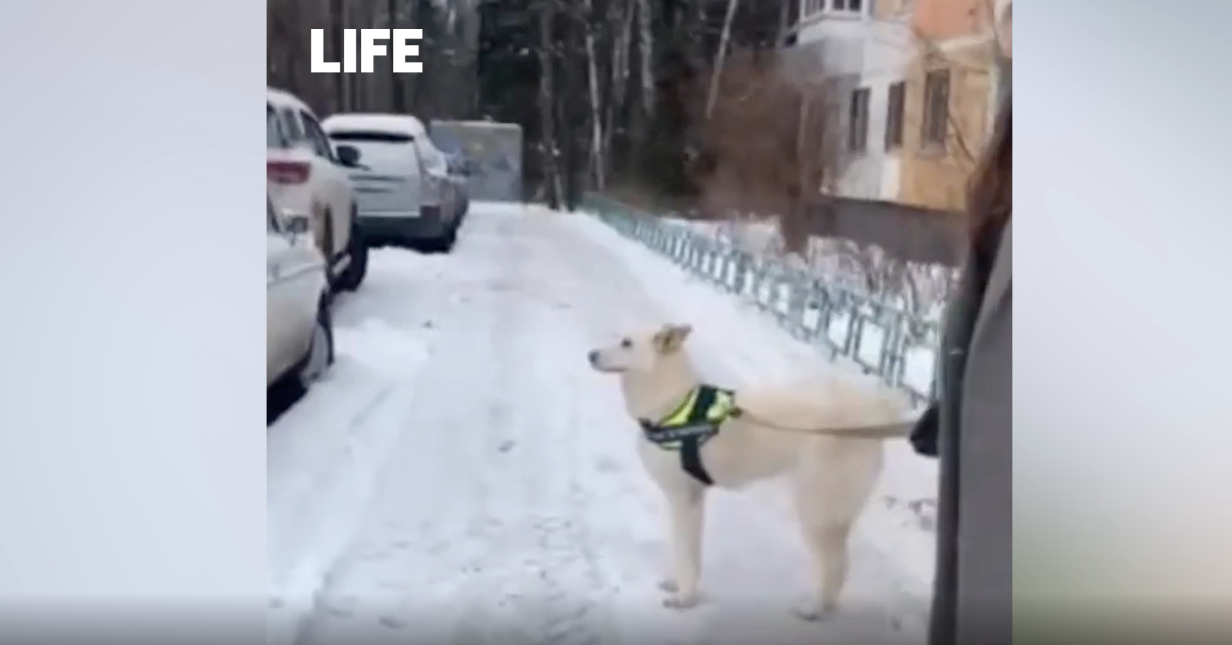 Выживавшая в морозы на тёплой остановке в Сургуте собака прилетела в Москву