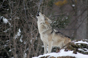 Во Франции закрыли зоопарк из-за побега стаи из девяти волков