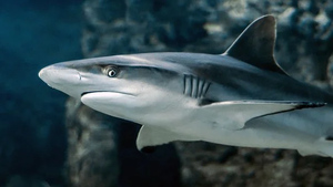 Сёрфер погиб в результате нападения акулы в Калифорнии