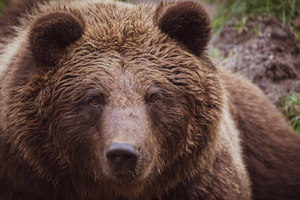 Медведь едва не разодрал мужчину на сельском кладбище в Приморье