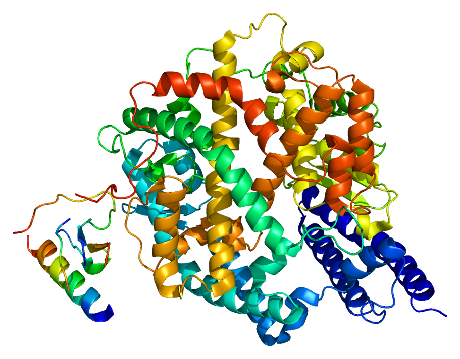 Клеточный рецептор ACE2. Фото © wikipedia
