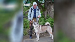 На Сахалине охотника начали искать после возвращения из леса его исхудавшей собаки