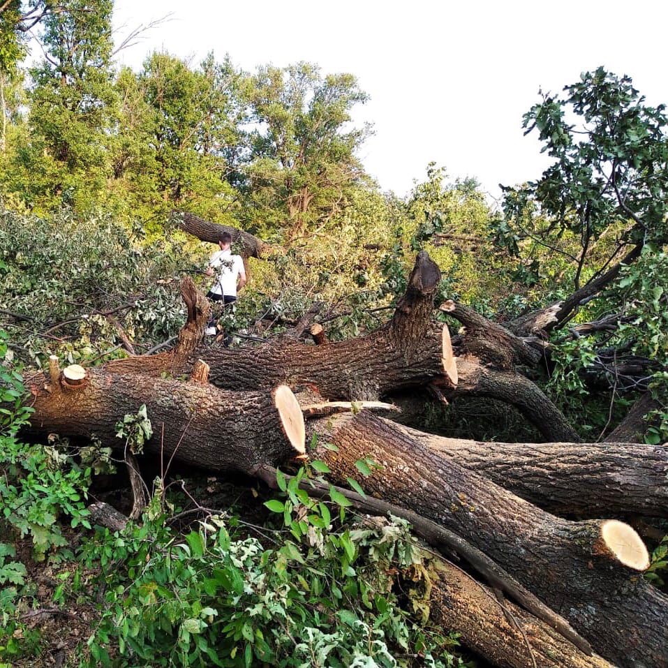 Вырубка деревьев в природном парке "Волго-Ахтубинская пойма" для строительства скоростной трассы. Фото © vk.com / "Волго-Ахтубинская пойма"