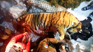 "Поймёт, что к человеку нельзя приближаться": В Приморье нападавшего на собак тигра выловили и перевезли подальше от людей