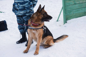 Гроза убийц: полицейских собак в Санкт-Петербурге натренируют на поиск расчленёнки
