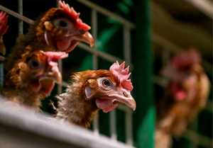 ФАС начала проверку из-за роста цен на курицу и яйца