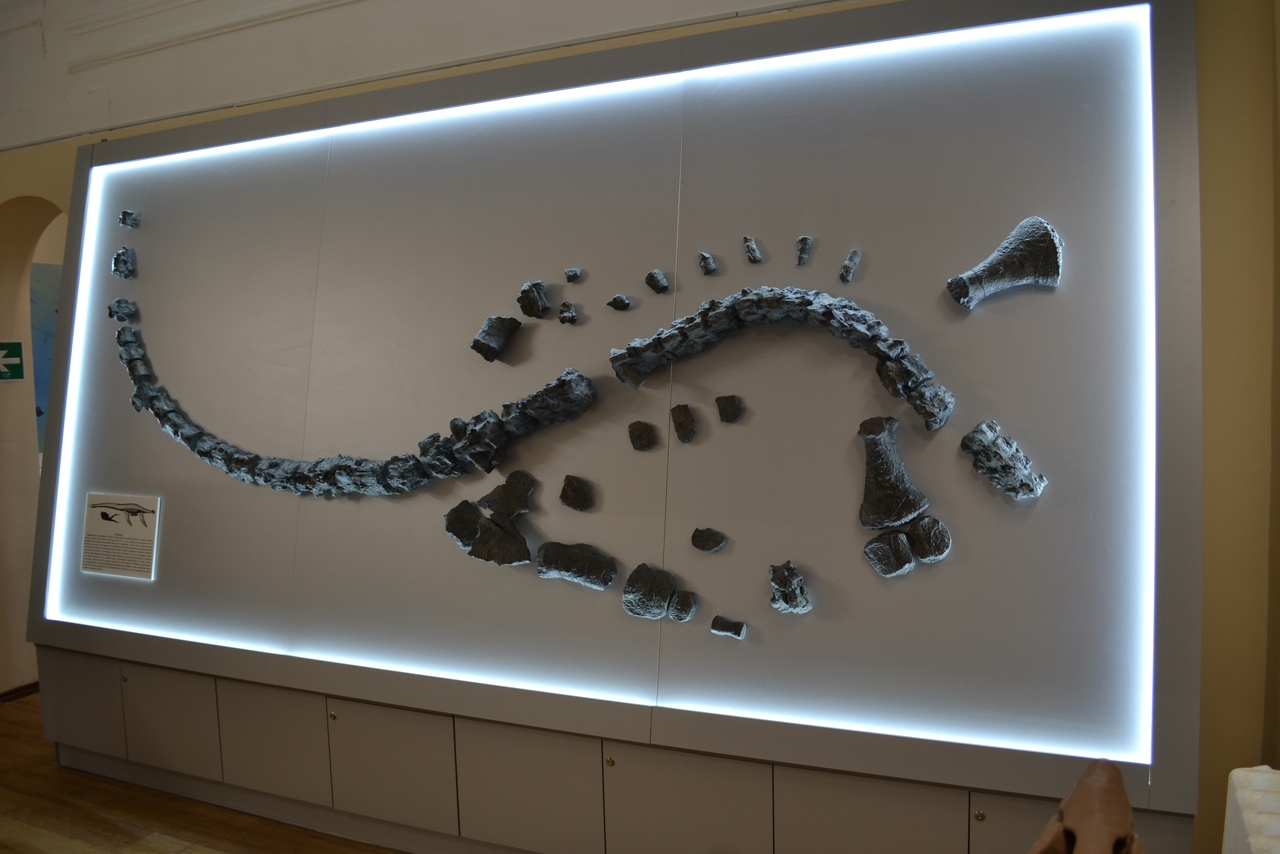 Найденный в 2007 году скелет плезиозавра в Ундоровском палеонтологическом музее (Ульяновская область). Фото © Ундоровский палеонтологический музей 