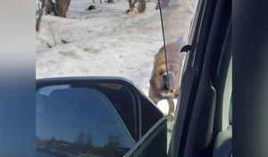 В Южно-Сахалинске собаки искусали двух детей