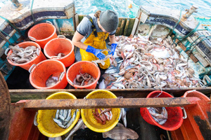В Приморье ответили на сообщения о возможных сбоях в добыче самой дешёвой рыбы в стране