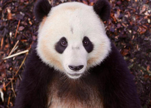 В Бельгии большая панда покалечила сотрудника зоопарка