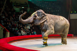 Слонихи устроили драку в Казанском цирке из-за ревности к дрессировщику