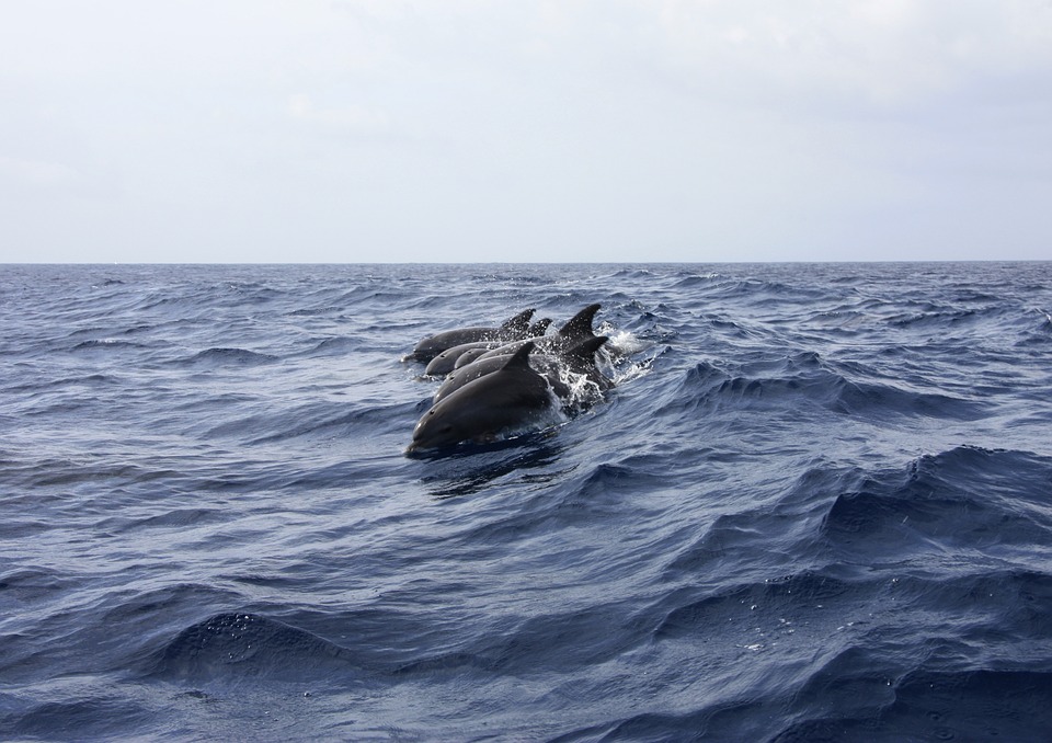 Эксперты начали выяснять причины массовой гибели птиц и дельфинов на побережье Чёрного моря