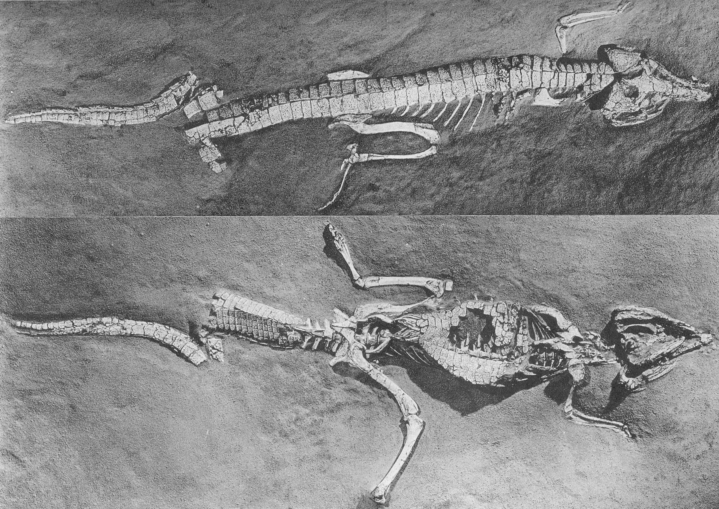Окаменелость Protosuchus richardsoni — одного из далёких предков современных крокодилов. Фото © Wikipedia