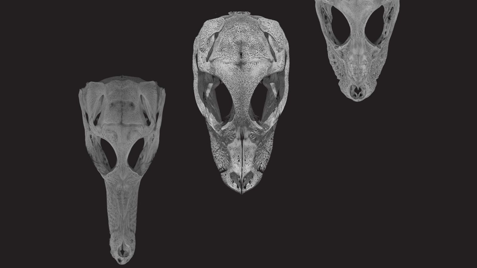 Результаты сканирования черепов зародышей африканского карликового крокодила, американского аллигатора и ложного гавиала. Фото © Гарвардский университет