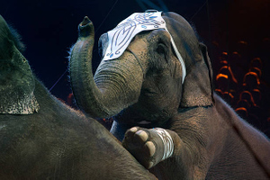Слон напал на сотрудника Казанского цирка и переломал ему рёбра