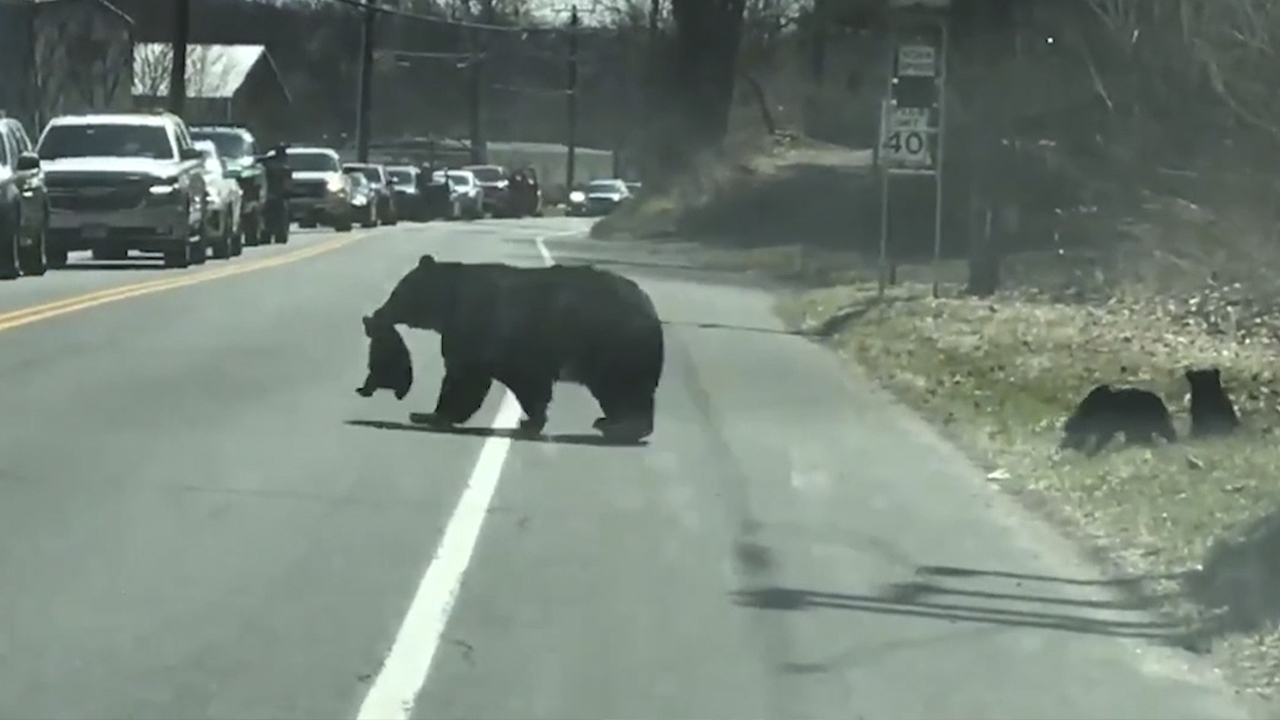 Видео: Мама медведица пытается перейти дорогу со своими четырьмя очаровательными детенышами