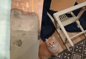 Пойманы с поличным: 10 доказательств, что в каждом милом котике скрывается настоящий уголовник