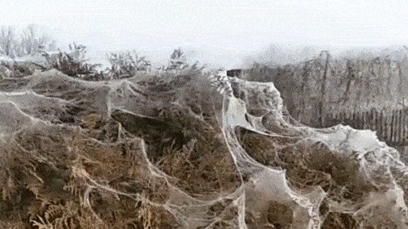 "Апокалипсис! Просто какой-то кошмар!" В Анапе из-за нашествия пауков дома и деревья покрылись белой пеленой — видео