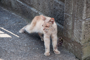 Погибающий кот пришёл к дому фотографа, и это изменило его жизнь раз и навсегда: фото преображения