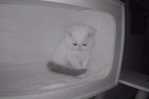 Камера наблюдения сняла безумно грустные кадры, когда котёнок увидел, что остался один без хозяев